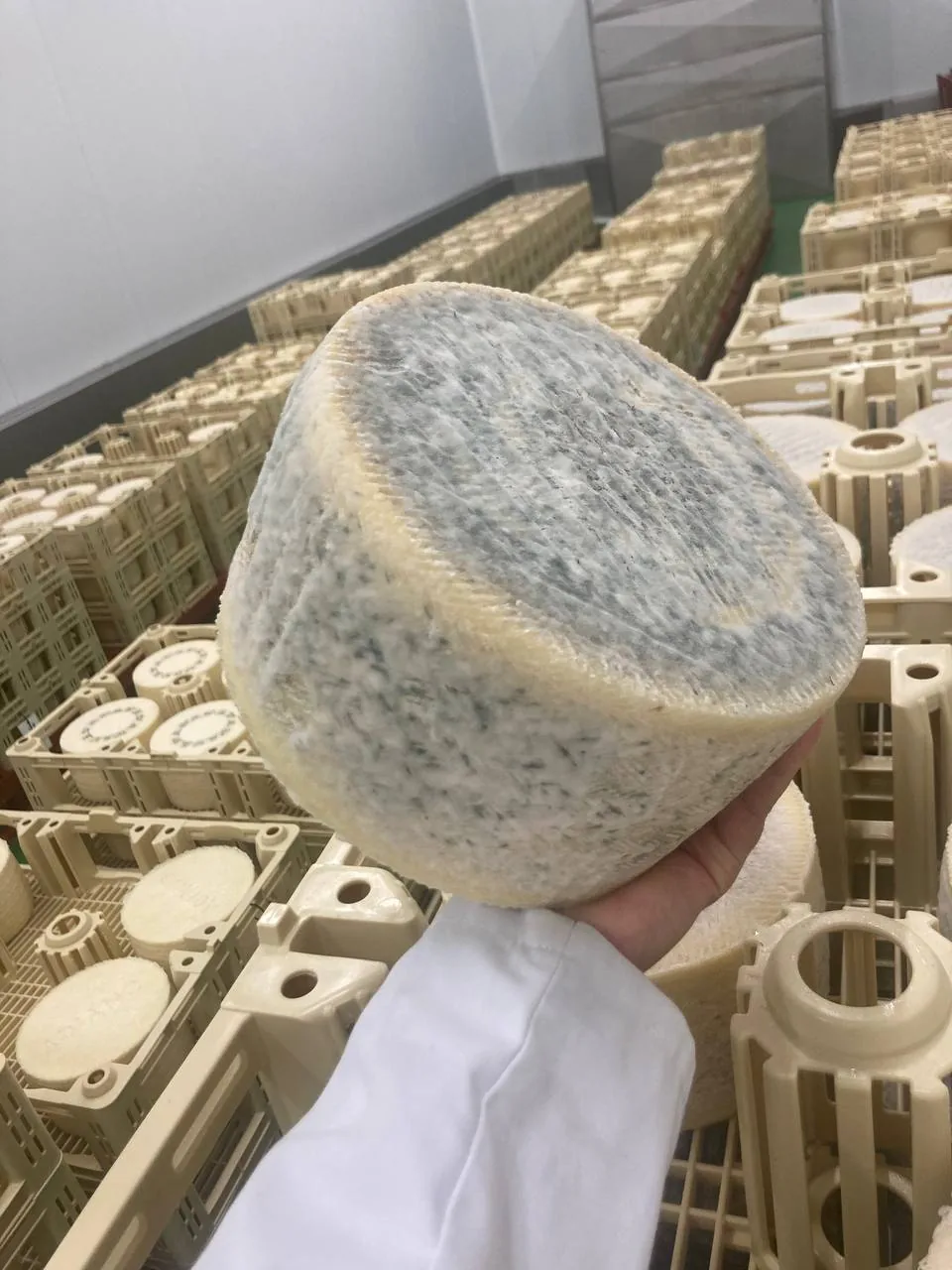 Pieza de queso con corteza natural en maduración